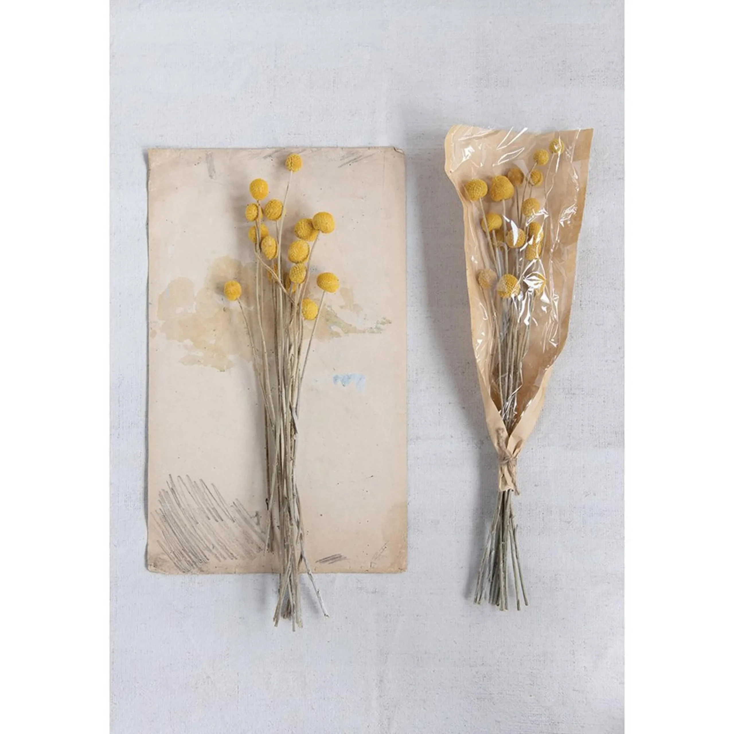 Preserved Natural Craspedia Bunch